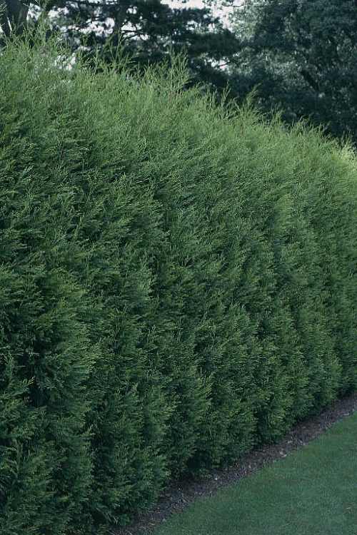 CUPRESSOCYPARIS LEYLANDII