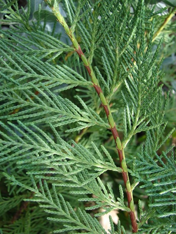 CUPRESSOCYPARIS LEYLANDII