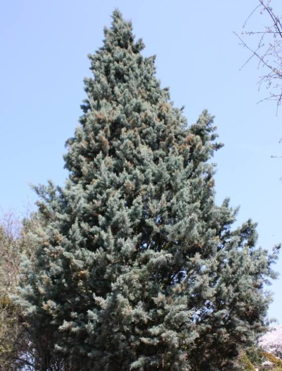 CUPRESSUS ARIZONICA