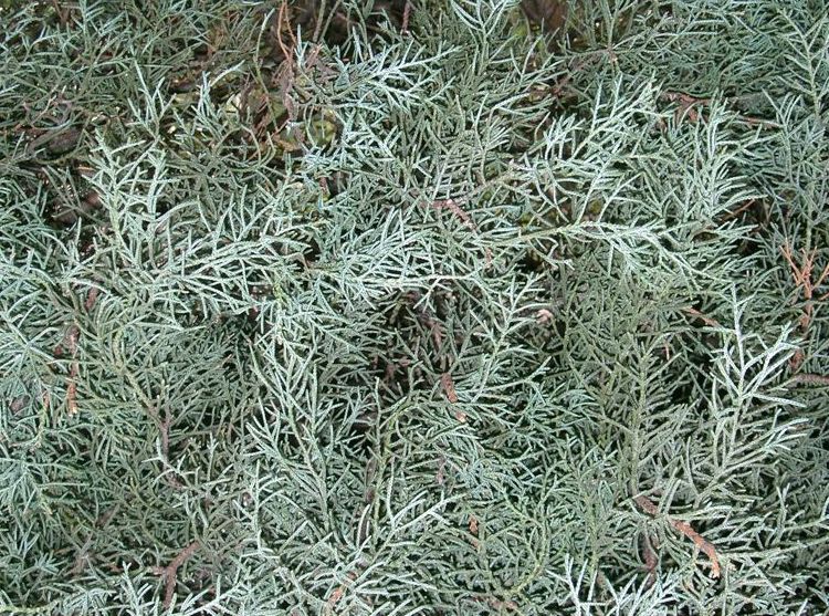 CUPRESSUS ARIZONICA