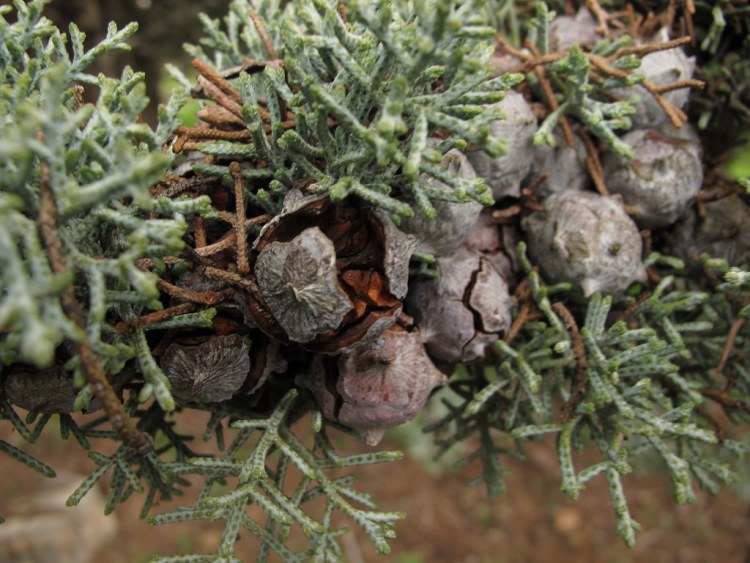 CUPRESSUS ARIZONICA