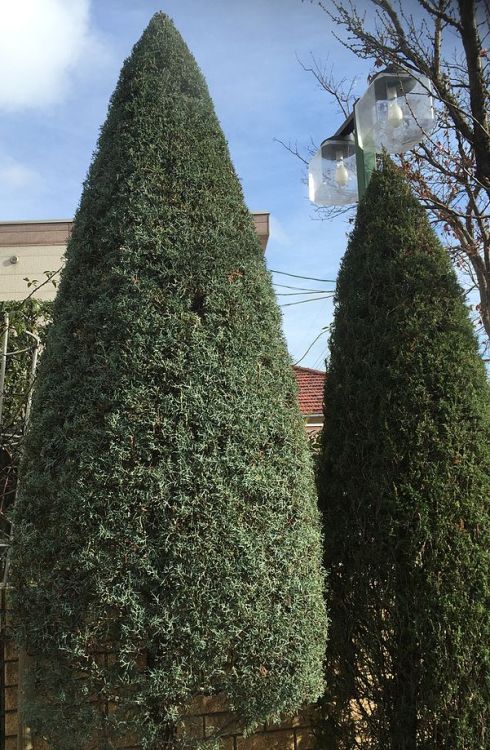 CUPRESSUS ARIZONICA FASTIGIATA