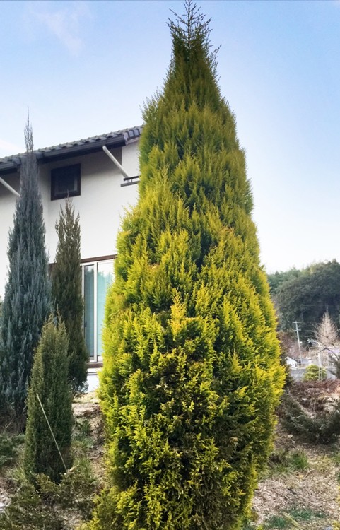 CUPRESSUS MACROCARPA GOLDCREST