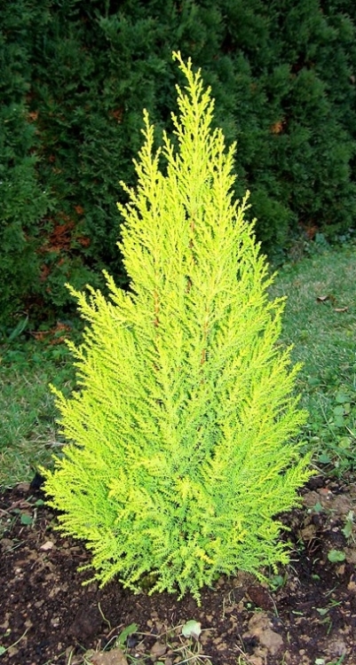 CUPRESSUS MACROCARPA GOLDCREST