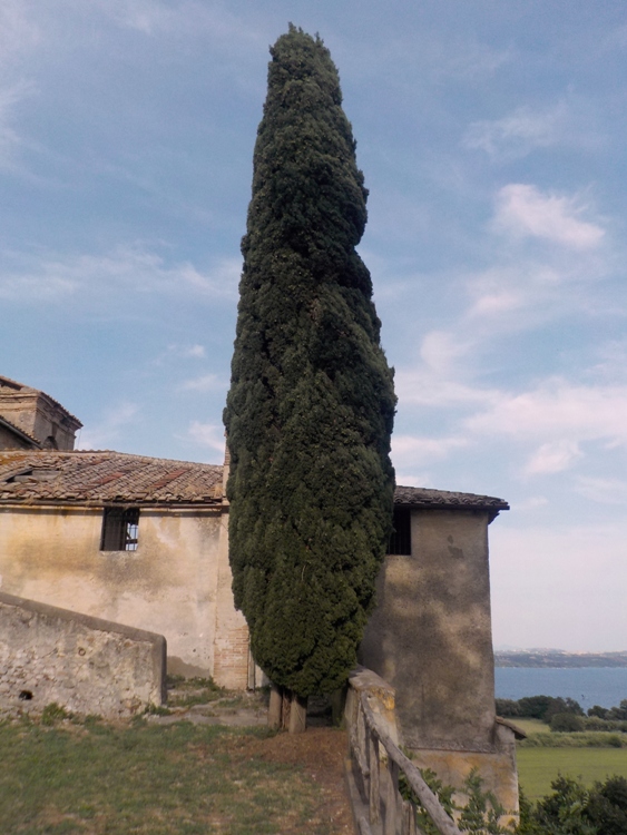 CUPRESSUS SEMPERVIRENS PYRAMIDALIS