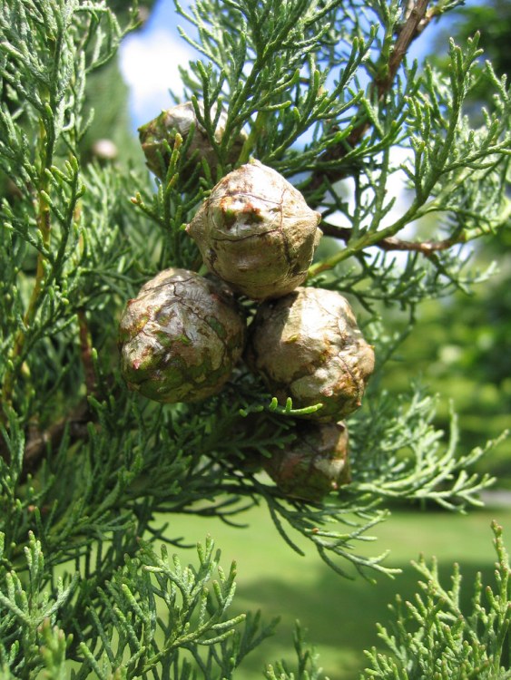 CUPRESSUS SEMPERVIRENS PYRAMIDALIS