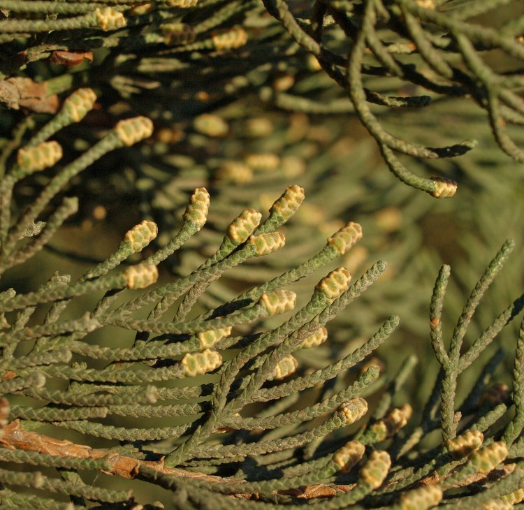 CUPRESSUS SEMPERVIRENS PYRAMIDALIS