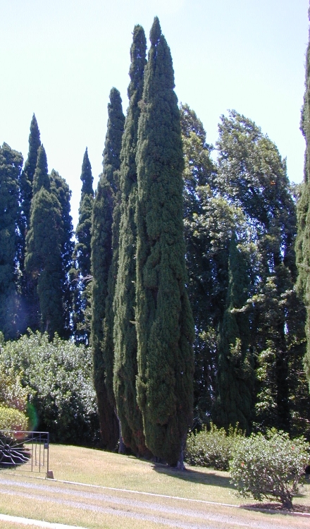 CUPRESSUS SEMPERV. PYRAMIDALIS STRICTA