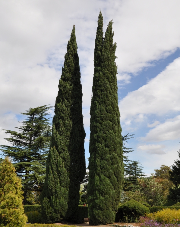 CUPRESSUS SEMPERV. PYRAMIDALIS STRICTA