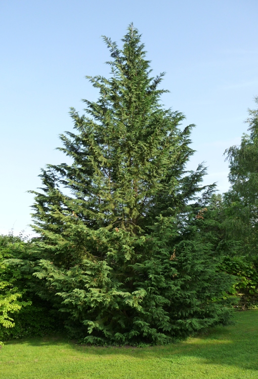 CUPRESSOCYPARIS LEYLANDII PYRAMIDALIS