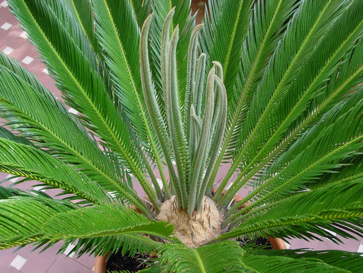 CYCAS REVOLUTA