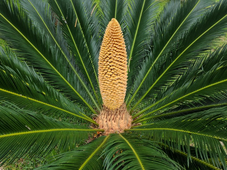 CYCAS REVOLUTA