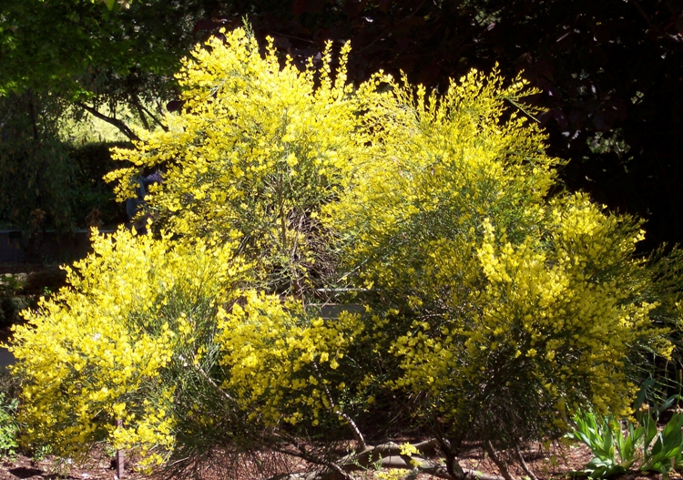 CYTISUS PRAECOX ALLGOLD
