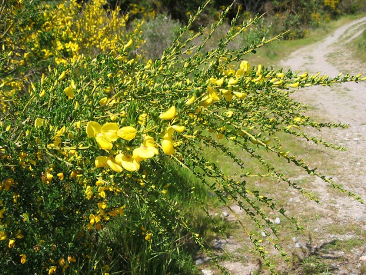 CYTISUS PRAECOX ALLGOLD