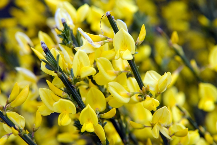 CYTISUS PRAECOX ALLGOLD