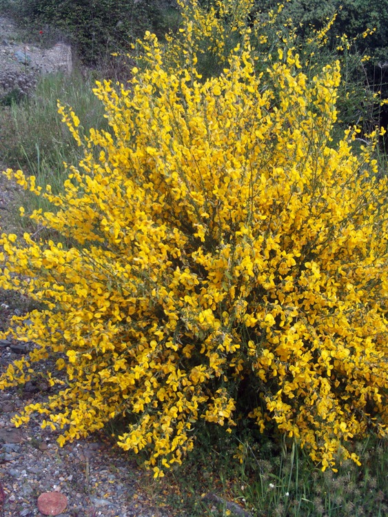 CYTISUS SCOPARIUS