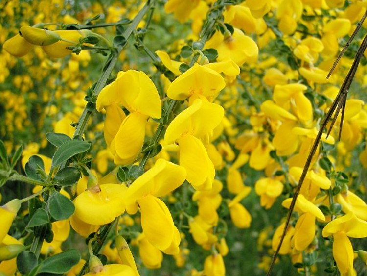 CYTISUS SCOPARIUS