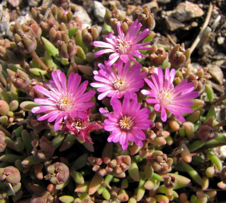 DELOSPERMA ABERDEENENSE