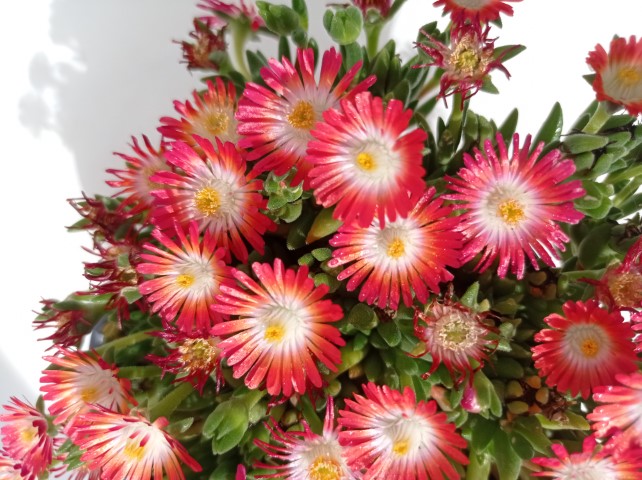 DELOSPERMA COOPERI IN VARIETA'