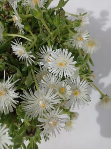 DELOSPERMA COOPERI IN VARIETA'