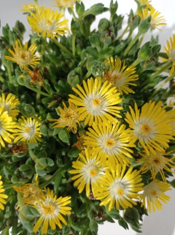DELOSPERMA COOPERI IN VARIETA'