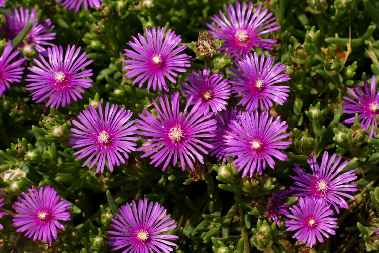 DELOSPERMA DELEEUWIAE