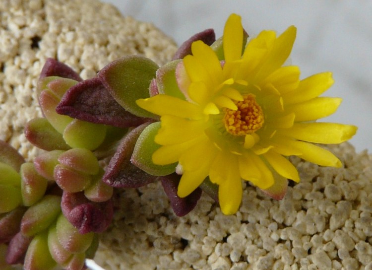 DELOSPERMA LINEARE