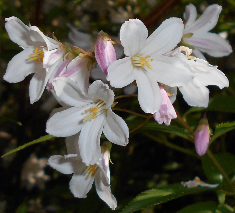 DEUTZIA X HYBRIDA ROSEA CARMINEA