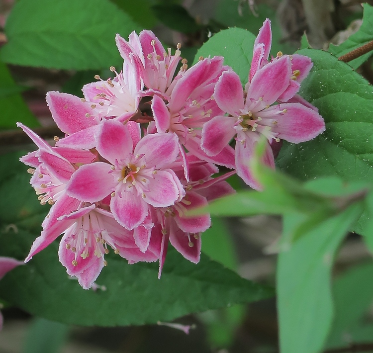 DEUTZIA X HYBRIDA PERLE ROSE