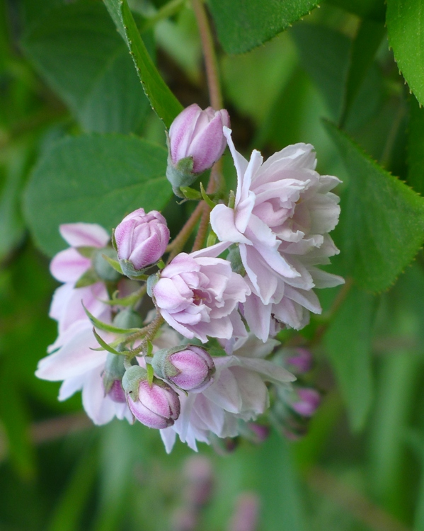 DEUTZIA X HYBRIDA PINK POM POM