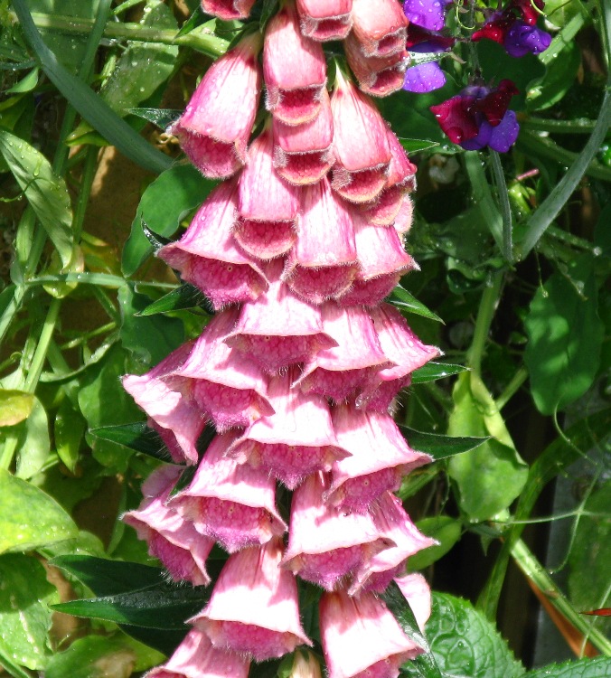 DIGITALIS MERTONENSIS