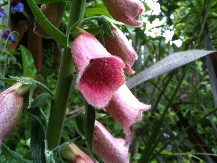 DIGITALIS MERTONENSIS