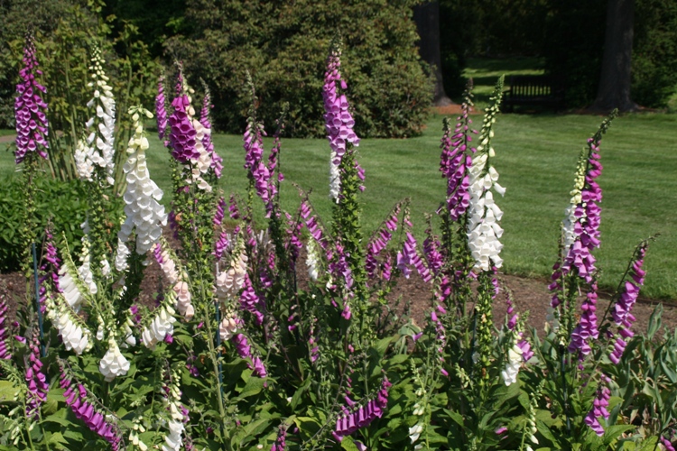 DIGITALIS PURPUREA EXCELSIOR HYB.