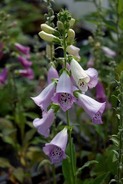 DIGITALIS PURPUREA EXCELSIOR HYB.