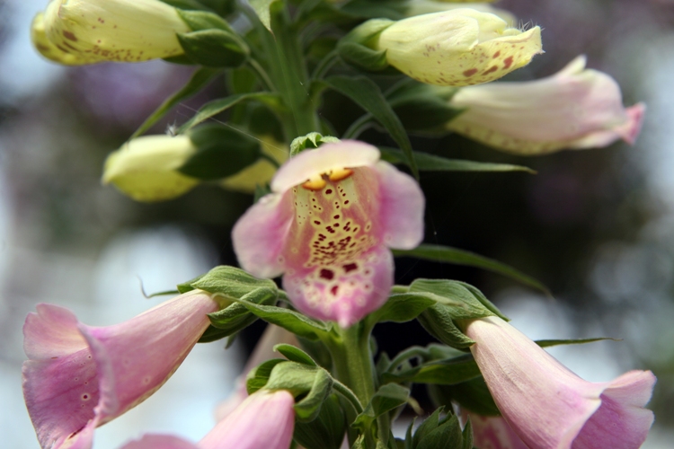 DIGITALIS PURPUREA EXCELSIOR HYB.