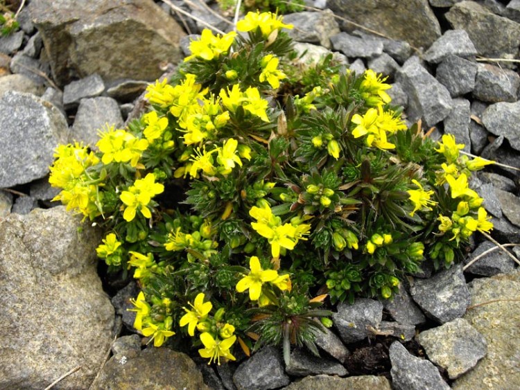 DRABA AIZOIDES