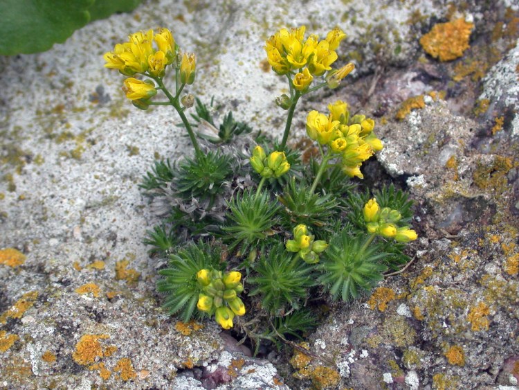 DRABA AIZOIDES