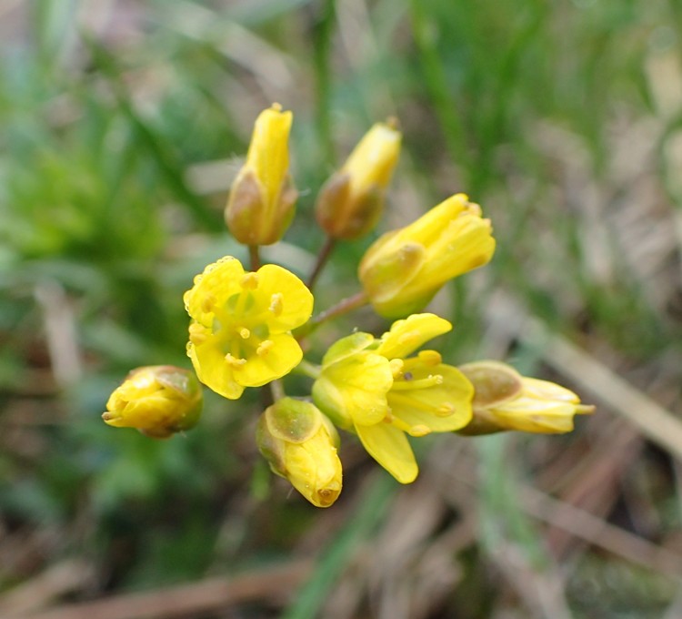 DRABA AIZOIDES
