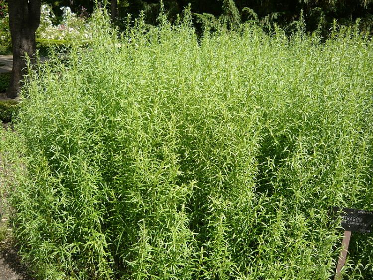 DRAGONCELLO (ARTEMISIA DRACUNCULUS)