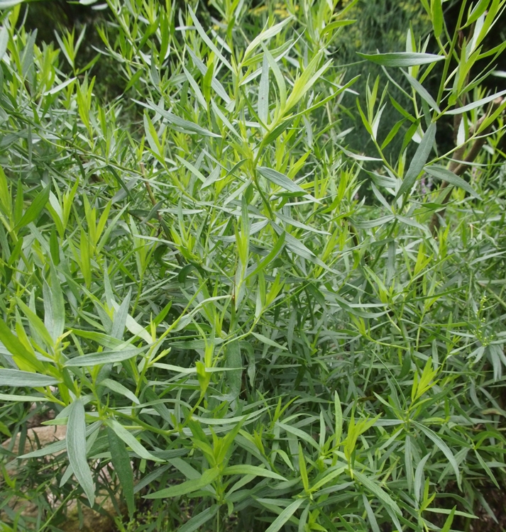 DRAGONCELLO (ARTEMISIA DRACUNCULUS)