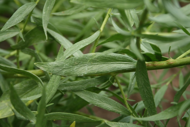 DRAGONCELLO (ARTEMISIA DRACUNCULUS)