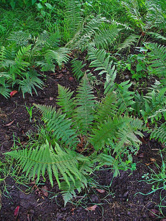 DRYOPTERIS FILIX-MAS