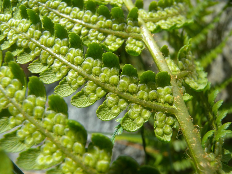 DRYOPTERIS FILIX-MAS