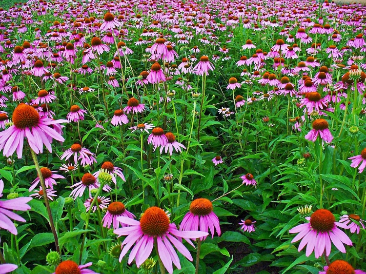 ECHINACEA PURPUREA