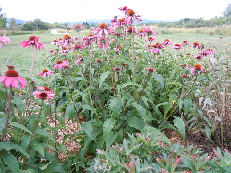 ECHINACEA PURPUREA