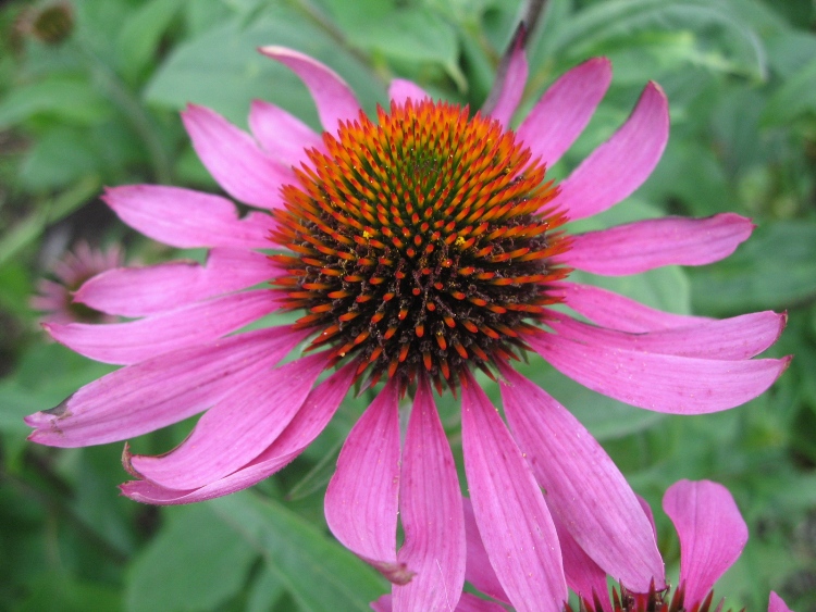 ECHINACEA PURPUREA