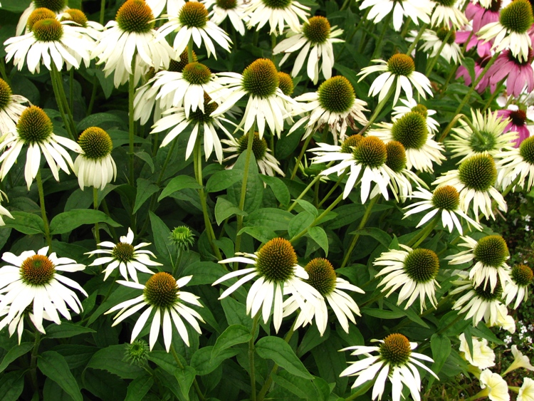 ECHINACEA PURPUREA ALBA