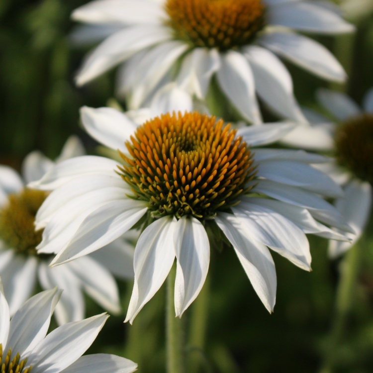ECHINACEA PURPUREA ALBA