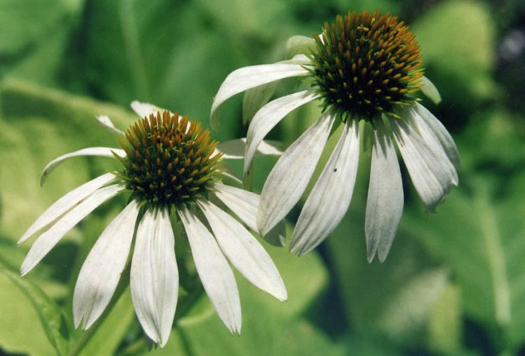 ECHINACEA PURPUREA ALBA