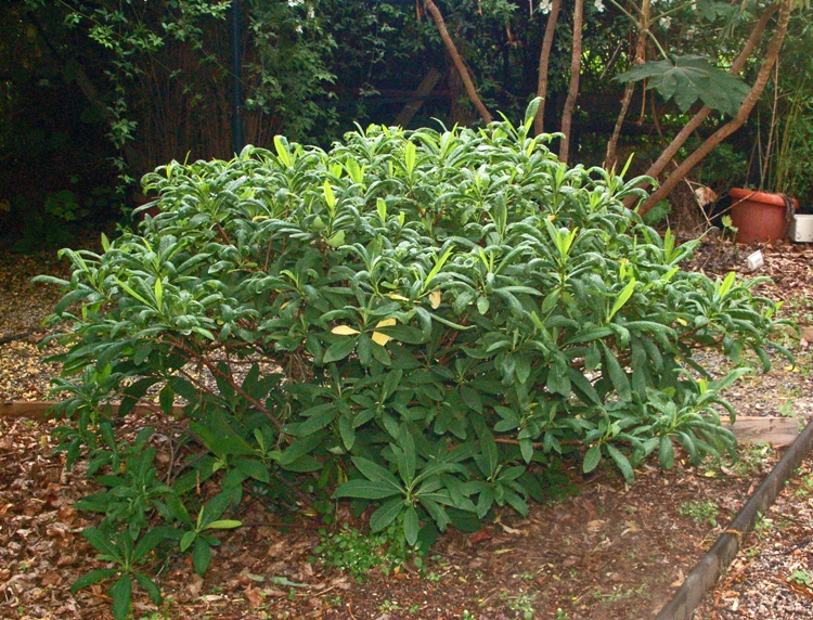 EDGEWORTHIA CRYSANTHA